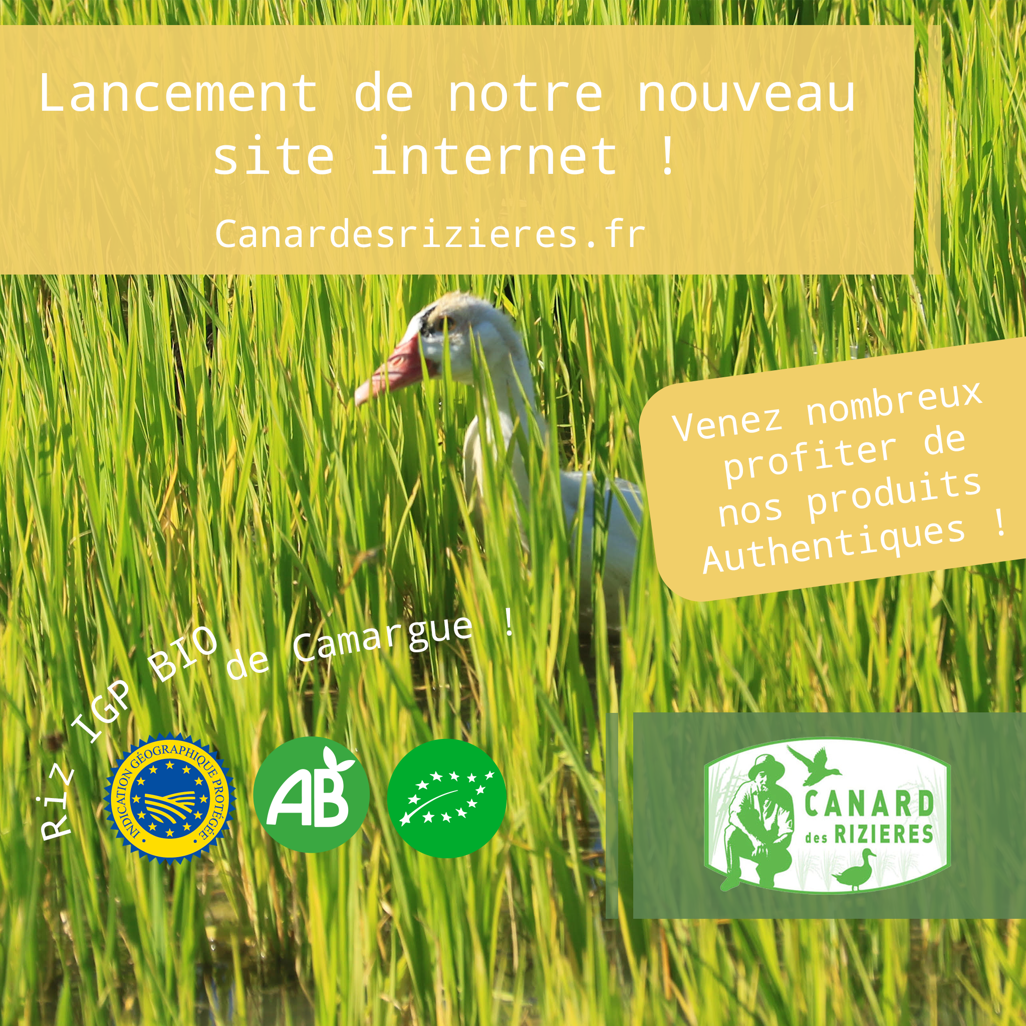 Nouveau site internet !
