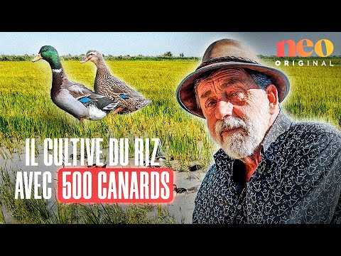 Neo - Sacrés Français